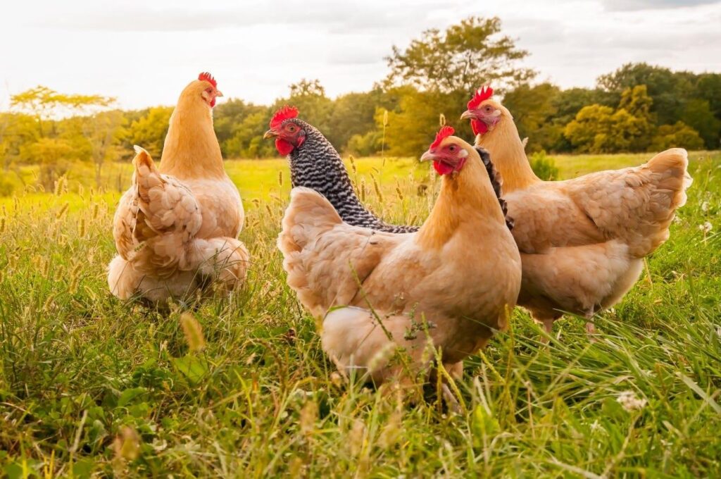 About 1,000 chickens could be killed as Alberta farmer battles egg ‘cartel’
